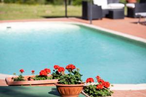 een zwembad met twee potten rode bloemen ernaast bij Podere Il Renaio in Legoli