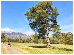 a person riding a bike on a dirt road next to a tree at Apartman Astrum in Poprad