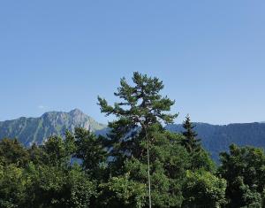 un pino alto con montañas en el fondo en Nérine, en Leysin