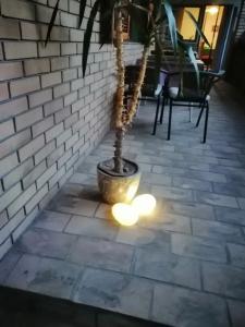 a plant in a pot on a patio with lights at Citadela in Sombor