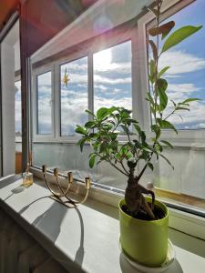 a plant in a green pot sitting on a window sill at R&J Apartment I in Panevėžys