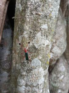 eine rote Spinne auf der Seite eines Baumes in der Unterkunft La Carmencita casa de campo, Manzanares, Pilar in Pilar