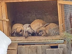 Binatang di apartmen atau berdekatan
