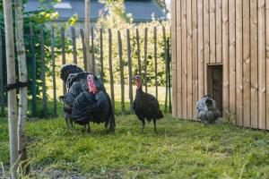 Loomad puhkemaja aladel või selle läheduses