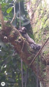 un uccello seduto su un ramo di un albero di Ita do Mar a Morro de São Paulo