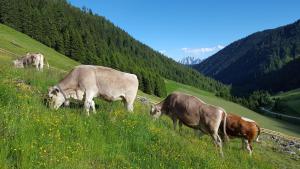 Altri animali domestici presso lo chalet o nei dintorni