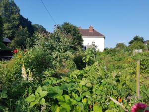 a garden with flowers and plants with a house in the background at LES LUPINS in Étretat