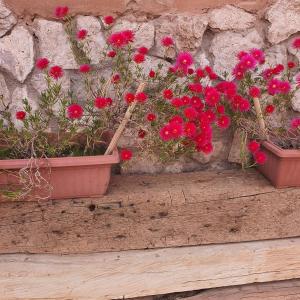 Gallery image of Masairi in San Pedro de Atacama +22 photos