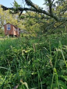 an old house in the middle of a field of grass at Stunning 1-Bed Cabin in Totnes in Totnes