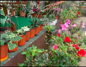 eine Reihe von Topfpflanzen in einem Garten in der Unterkunft Heritage Holiday Home, Jaldhaka in Kalimpong