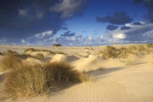 a field of sand with grass and weeds in it at Ara Dune Hotel in De Panne