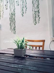 Travellers Diary Guesthouse في ميلاكا: طاولة خشبية عليها نباتات بجانب كرسي