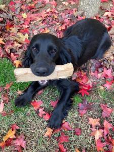 Φωτογραφία από το άλμπουμ του Da Agostino, la casa del latte σε Costa di Mezzate