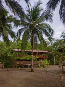 a palm tree in front of a building with a bench at Paraiso Escondido in Bahía Solano