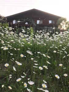 un campo de flores blancas delante de un edificio en Yamagata Zao Pension Aplon Stage, en Kaminoyama