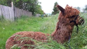 Animale la sau în apropiere de această cameră de închiriat