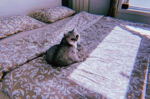 a cat sitting on top of a bed at Zhe·Yi Boutique Guesthouse in Beijing