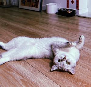 a cat laying on the floor with its paws in the air at Zhe·Yi Boutique Guesthouse in Beijing