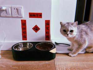 a cat standing next to a bowl of cat food at Zhe·Yi Boutique Guesthouse in Beijing