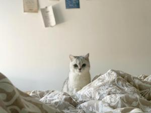 a cat sitting on top of a bed at Zhe·Yi Boutique Guesthouse in Beijing