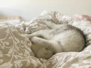 a cat sleeping on top of a bed at Zhe·Yi Boutique Guesthouse in Beijing