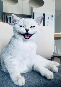 a white cat sitting on a chair with its mouth open at Zhe·Yi Boutique Guesthouse in Beijing