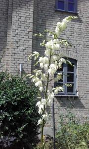 un árbol con flores blancas delante de un edificio en Skelstrupgaard Apartments, en Maribo