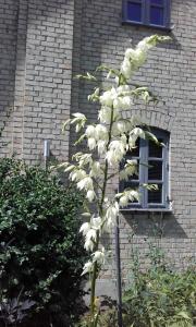 a tree with white flowers in front of a building at Skelstrupgaard Apartments in Maribo