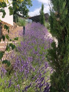 A garden outside Nikolaier Weinblick - Chalet Sauvignon Blanc