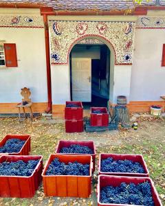Fotografie z fotogalerie ubytování Apartmán vinaře / At Winemaker's v destinaci Rohatec