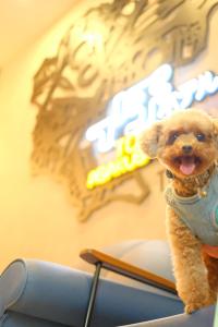 Domácí mazlíčci ubytovaní s hosty v ubytování ICI HOTEL Asakusabashi