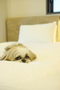 a white dog laying on top of a white bed at ICI HOTEL Asakusabashi in Tokyo