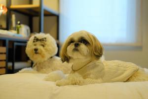 a dog laying on a bed with a pillow at ICI HOTEL Asakusabashi in Tokyo