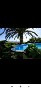 a palm tree and a swimming pool with a palm tree at Villa Terra da Eira T1 - Sun, Sea and Relax in Lourinhã