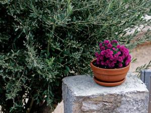 A garden outside Avlaki Getaway Villa