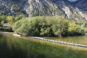 a row of trees on the side of a river at Pan Haus Bad Goisern in Bad Goisern