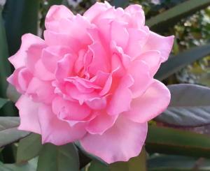 Fotografie z fotogalerie ubytování Maison charmante à Sainte-Anne v destinaci Sainte-Anne