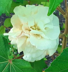 Fotografie z fotogalerie ubytování Maison charmante à Sainte-Anne v destinaci Sainte-Anne