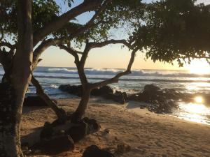 a tree on the beach with the ocean in the background at Luxury Villa at Royal Park Sandpiper in La Bergerie