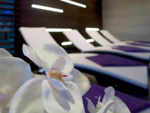 a close up of a white flower with chairs in the background at Hotel Adria in Dubrovnik