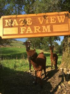 trois lamas debout sous un panneau indiquant la ferme de la vallée de saysza dans l'établissement Naze View Barn - Cosy, with all mod cons, à Whaley Bridge