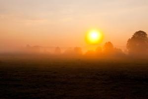 a misty sunrise in a field with trees at G Design Hotel in Ljubljana