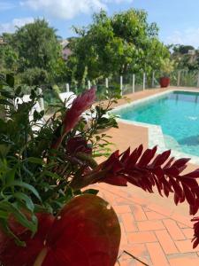 Piscina en o cerca de House Flat Cacupé em Florianópolis