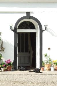 two dogs laying on the ground in front of a door at Thrumster House in Wick
