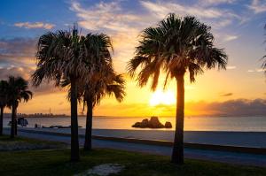 eine Gruppe von Palmen vor einem Sonnenuntergang in der Unterkunft Phoenix Ryukyu Henzanbaru -SEVEN Hotels and Resorts- in Chatan