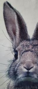 a drawing of aspectivespectivespectivespective face of a rabbit at Tiny Villa de Haas met Infraroodsauna in Egmond aan Zee