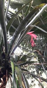 Zahrada ubytování Jardín de Naipí 3