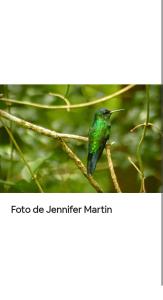 a green bird sitting on a tree branch at Jardín de Naipí 3 in Puerto Iguazú