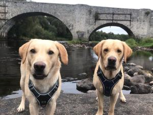 two dogs standing next to a river with a bridge at The Speyside Hotel and Restaurant in Grantown on Spey