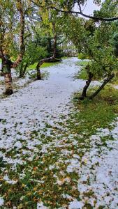 un bosque nevado con árboles y hojas en el suelo en Karuna Guesthouse, en Sauðárkrókur